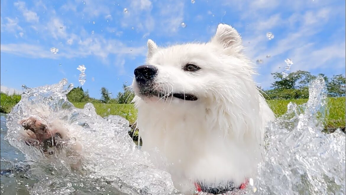 苦手なことにも一生懸命チャレンジする愛犬の姿に胸を打たれました…