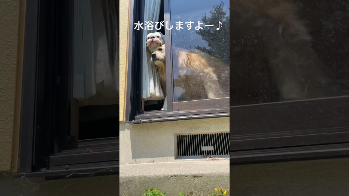 100均で噴水を買って来た　ゴールデンレトリバー　ボクサー犬