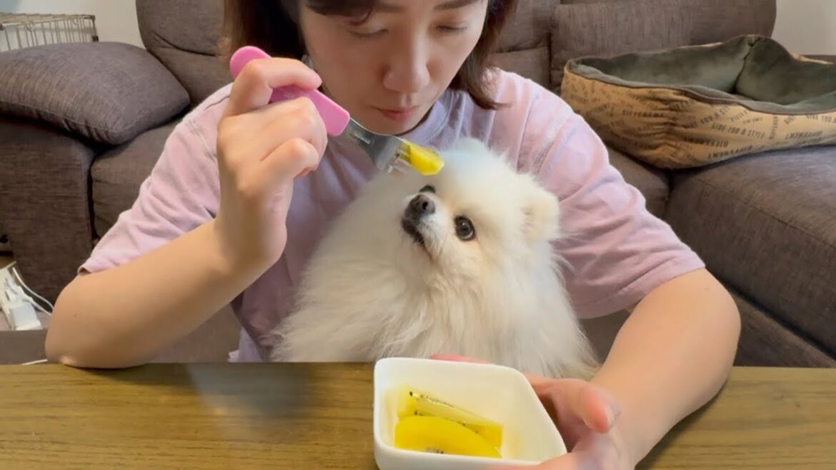 【ご報告】ママが大好きポメラニアンのメルちゃんの休日