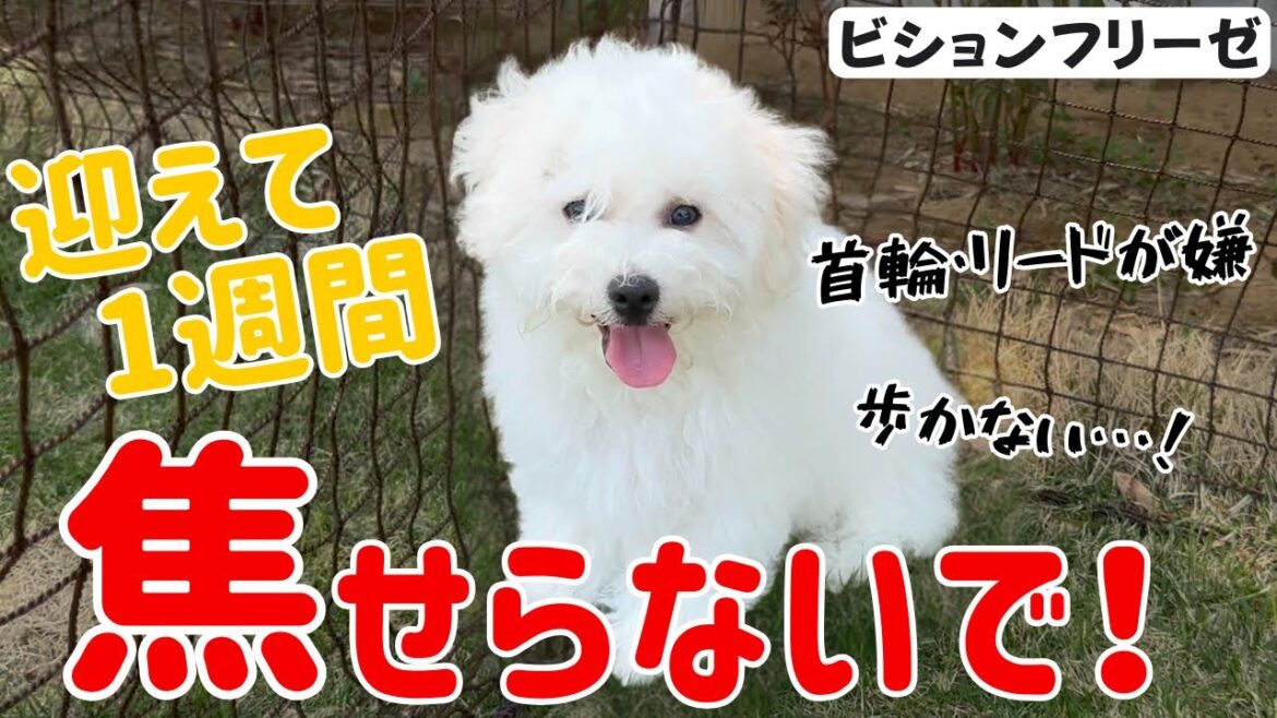 【ビションフリーゼ】お家に迎えてから1週間！重要なこととは！？お散歩で歩かないなどのお悩み。