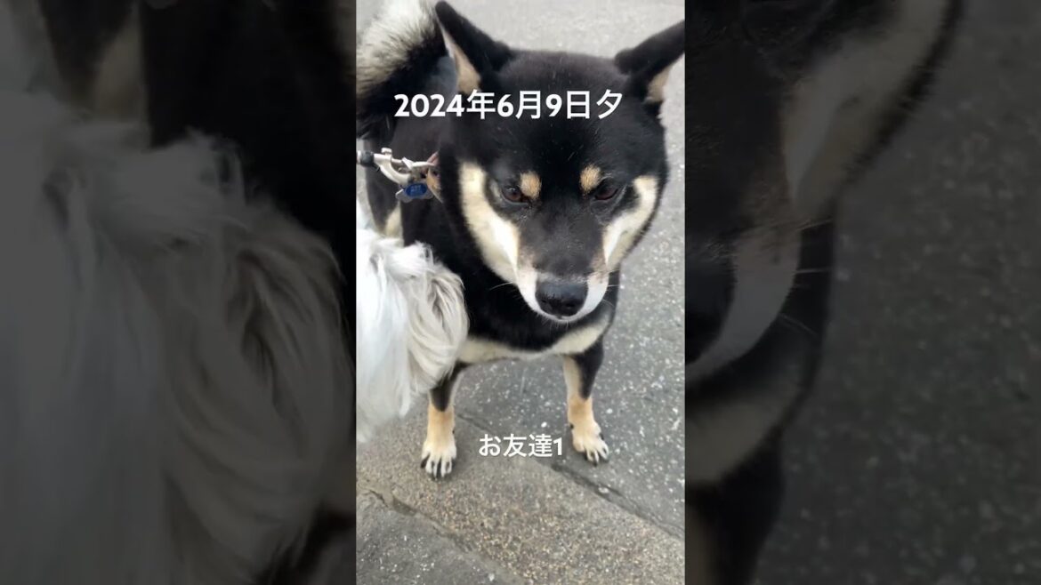 今日風強め　#westhighlandwhiteterrier #westie #dog #ウエストハイランドホワイトテリア　#ウエスティ #お散歩