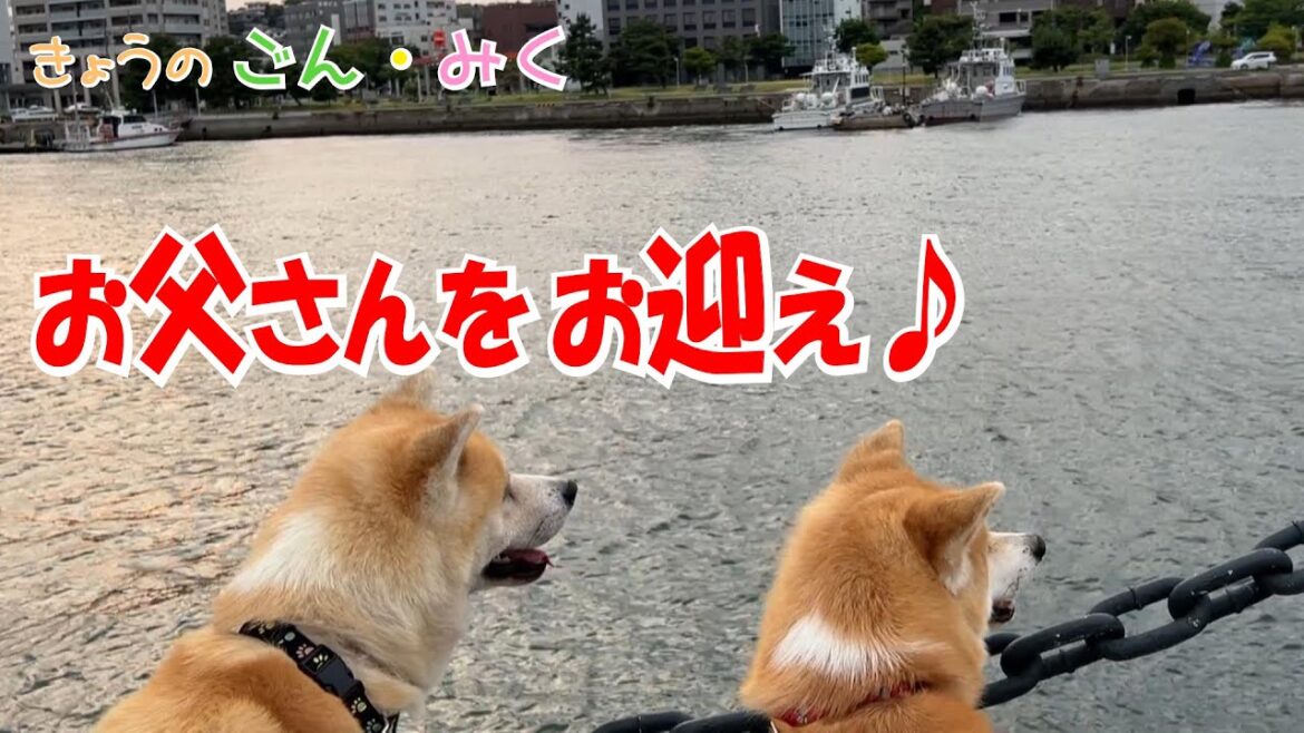 お父さんをお迎え♪　今日のごん・みく♡　秋田犬【ごん・みく チャンネル】