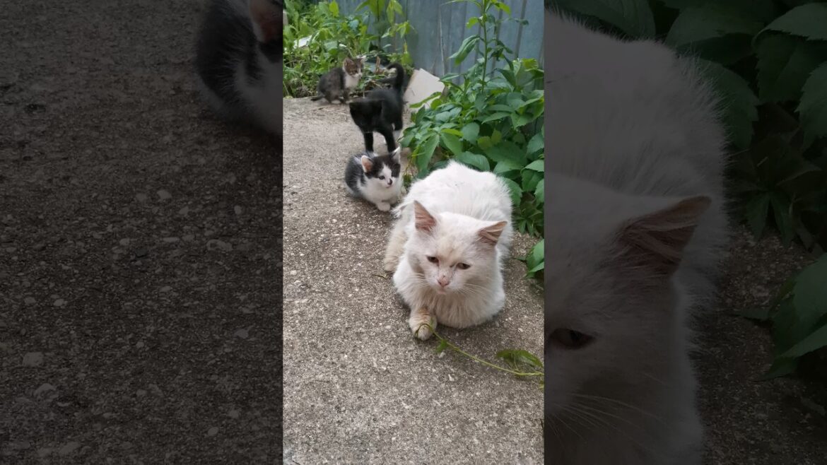 #шортс ПАПА ПОИГРАЙ С НАМИ!!! ❤️🐈😻💕🐰🌹🌳