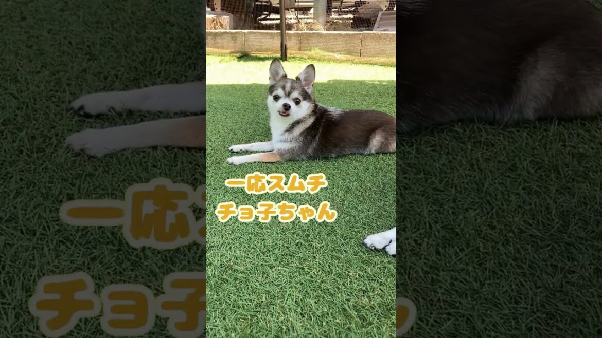 スムースコートチワワ ちび太くんとチョ子ちゃん、ときどき三太くん #Shorts #dog