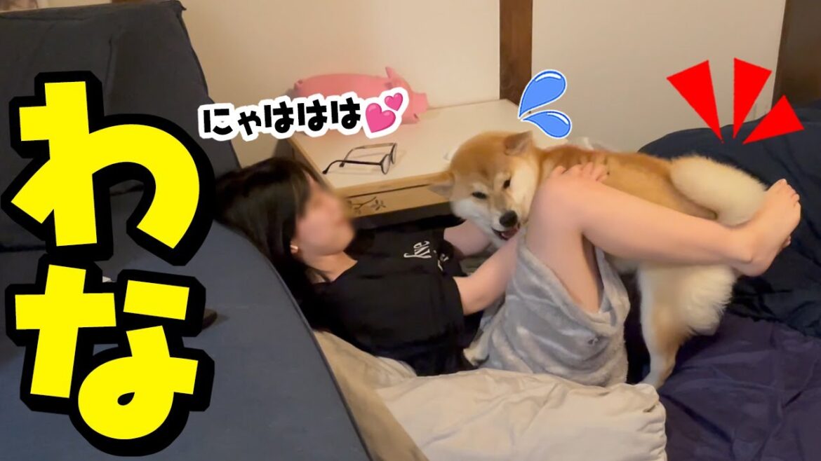 娘のカニバサミに何度も引っかかる柴犬が面白可愛い
