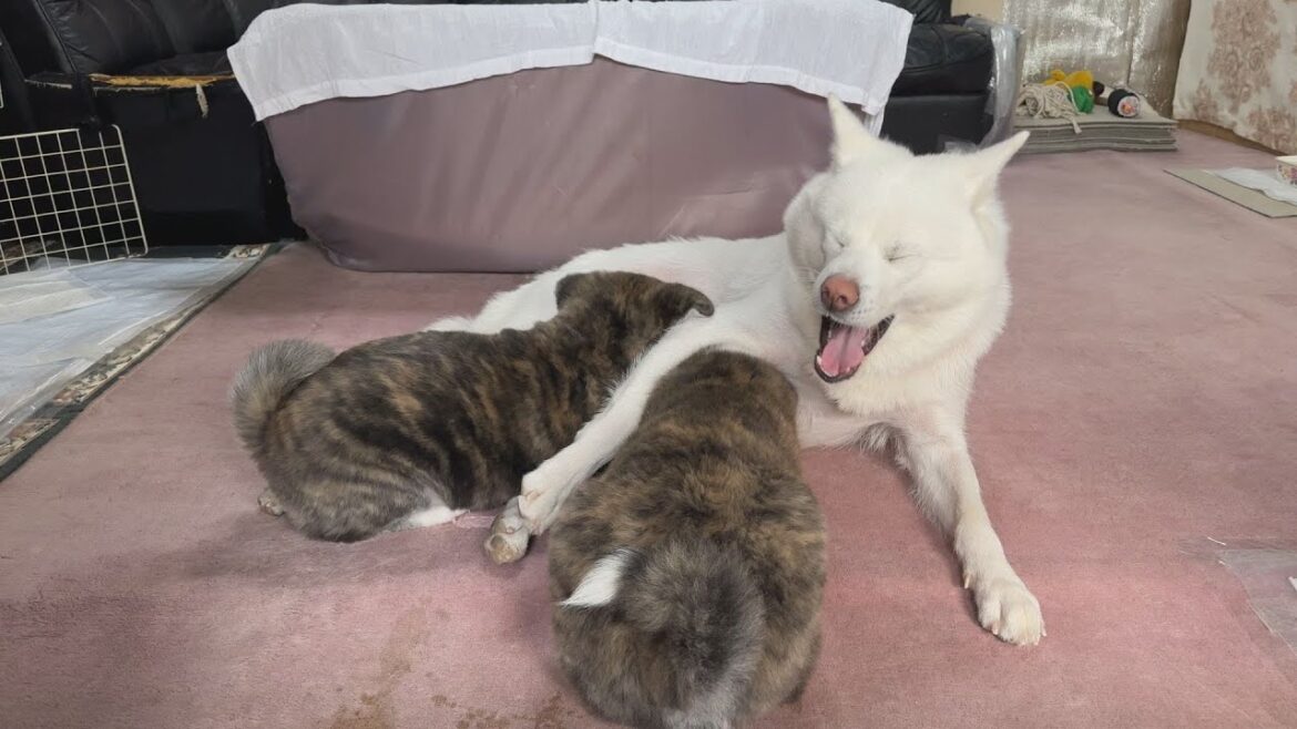 高橋さんちの秋田犬#12　子育てお疲れママ