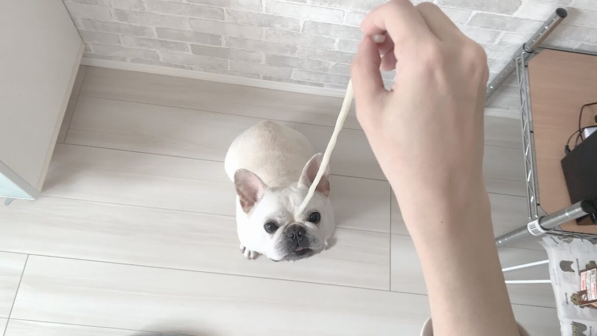 食べてばっかりの愛犬の１日に密着してみた！【フレンチブルドッグ frenchbulldog】