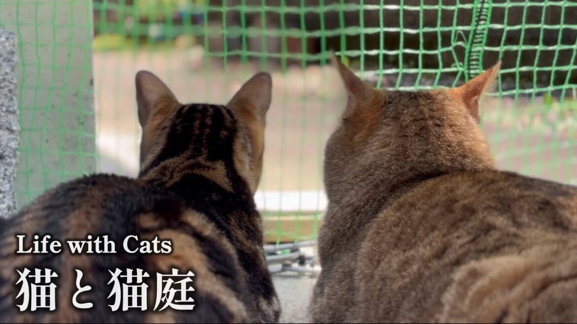 先住猫も新入り猫も時に身を任せてのんびりと仲良くなっていこう