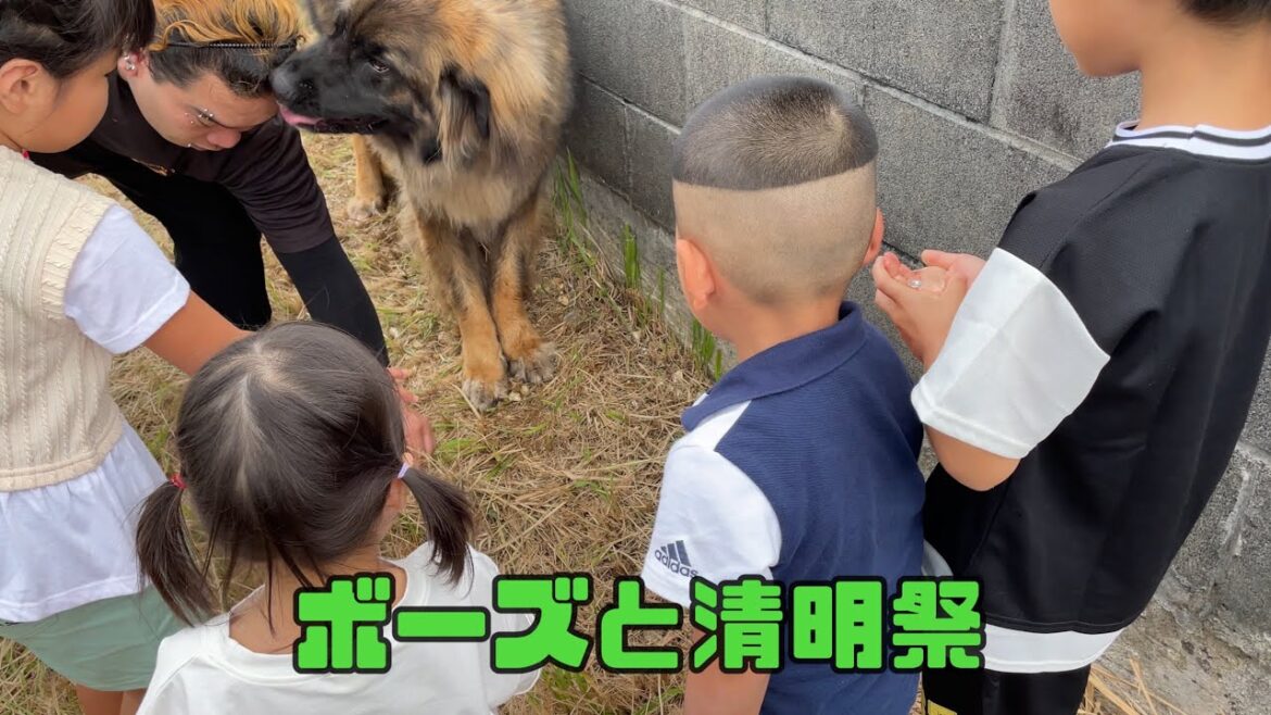 【超大型犬】　晴明祭(シーミー)　Leonberger　レオンベルガー
