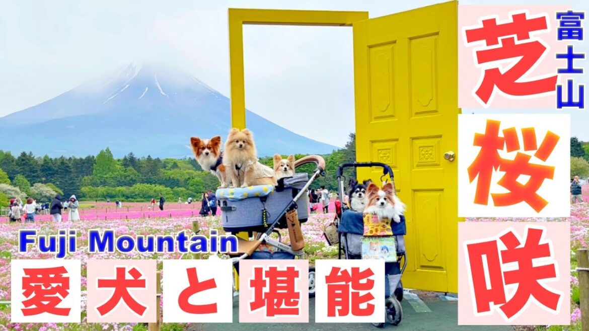 【犬とお出かけ】海外からのインバウンドで賑わう観光地‼️富士芝桜まつりにワンチューバー達と行ってきた‼️