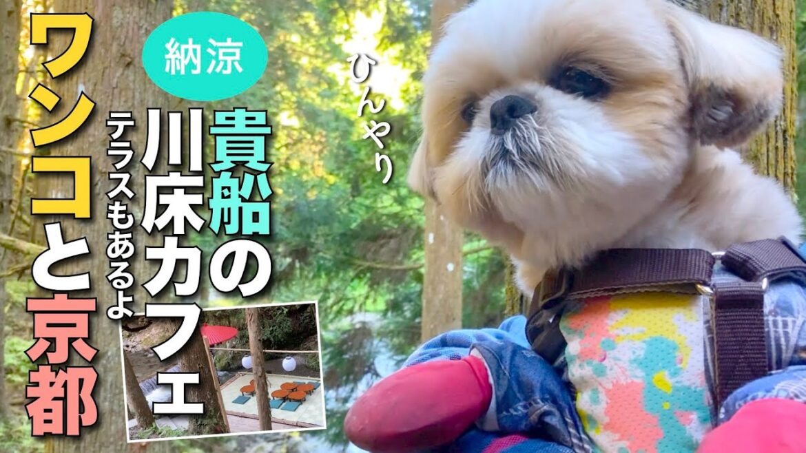 【シーズー】ワンコと京都行こう！②貴船 〜川床カフェで納涼〜【333】