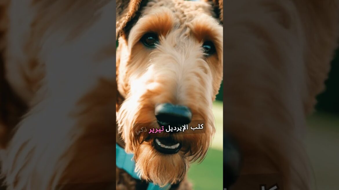 كلب الإيرديل تيرير - مملكة الحيوان | ٣٤ - Airedale Terrier #shorts #facts