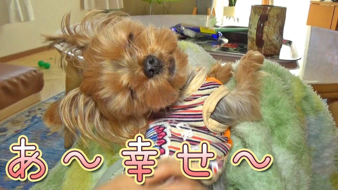 【ヨークシャテリア】ちょこんと収まるヨークシャテリア【Yorkshire Terrier】