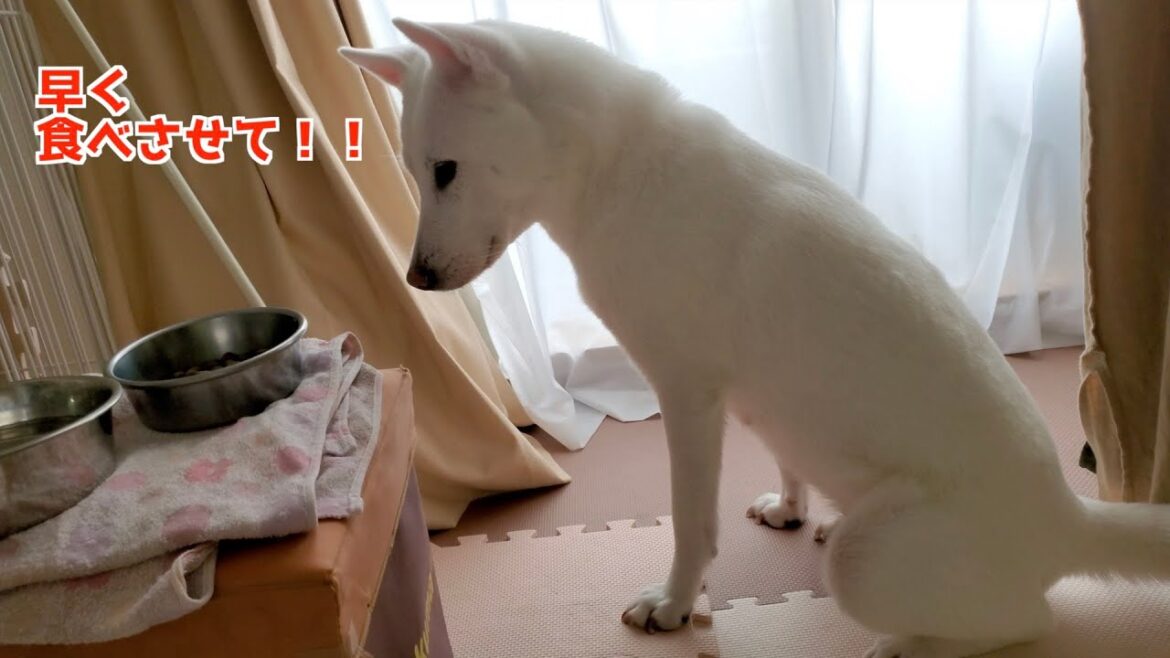 ご飯の前にお座りをさせられる紀州犬 ご飯の前にお座りをさせられる紀州犬