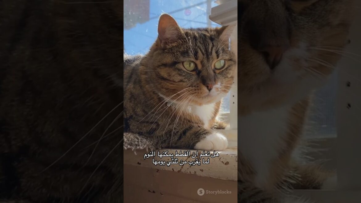 عشر حقائق لم تكن تعرفها عن القطط #قطط #حيوانات #القطط_الصغيرة عشر حقائق لم تكن تعرفها عن القطط #قطط #حيوانات #القطط_الصغيرة