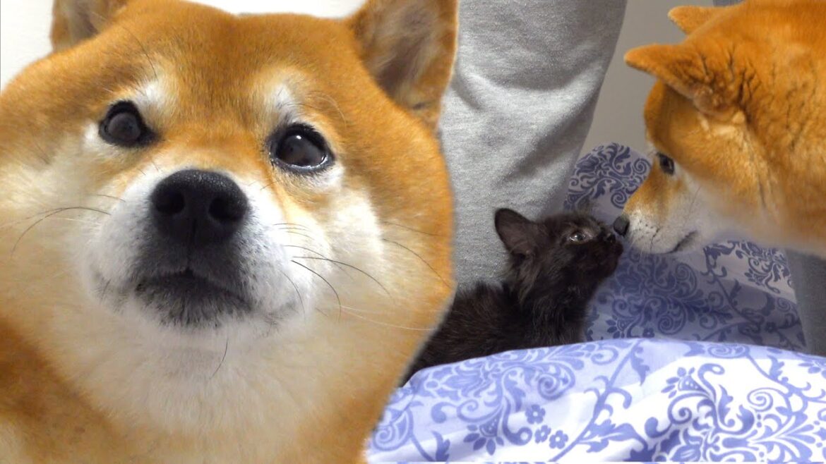 柴犬と子猫が一緒に寝ようとしたら‥修学旅行ごっこ中の意外な結末！