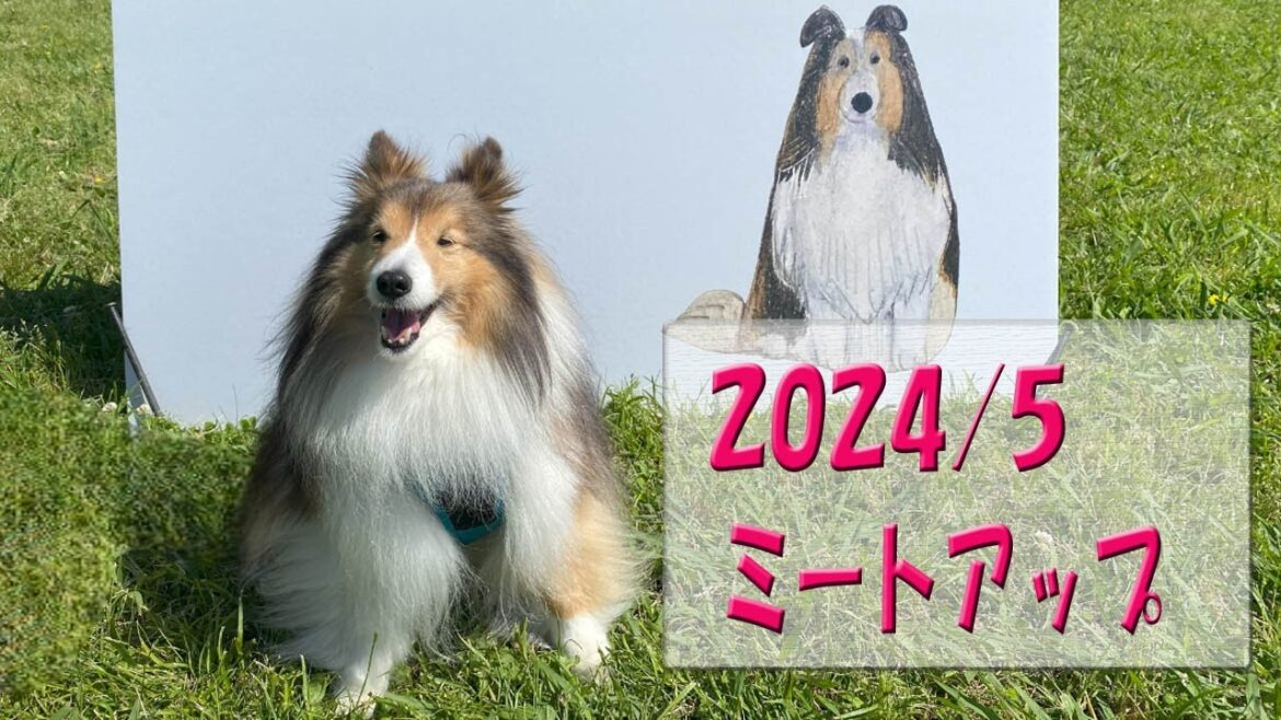 かわいいシェルティ　シェルティミートアップ2024