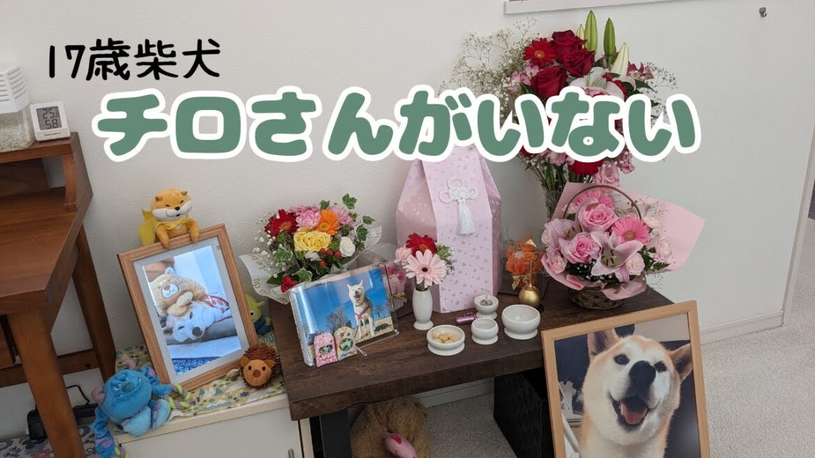 【17歳 柴犬】チロさんの存在は大きすぎました｜2023年6月のチロさん｜キッチンが大好き｜老犬介護