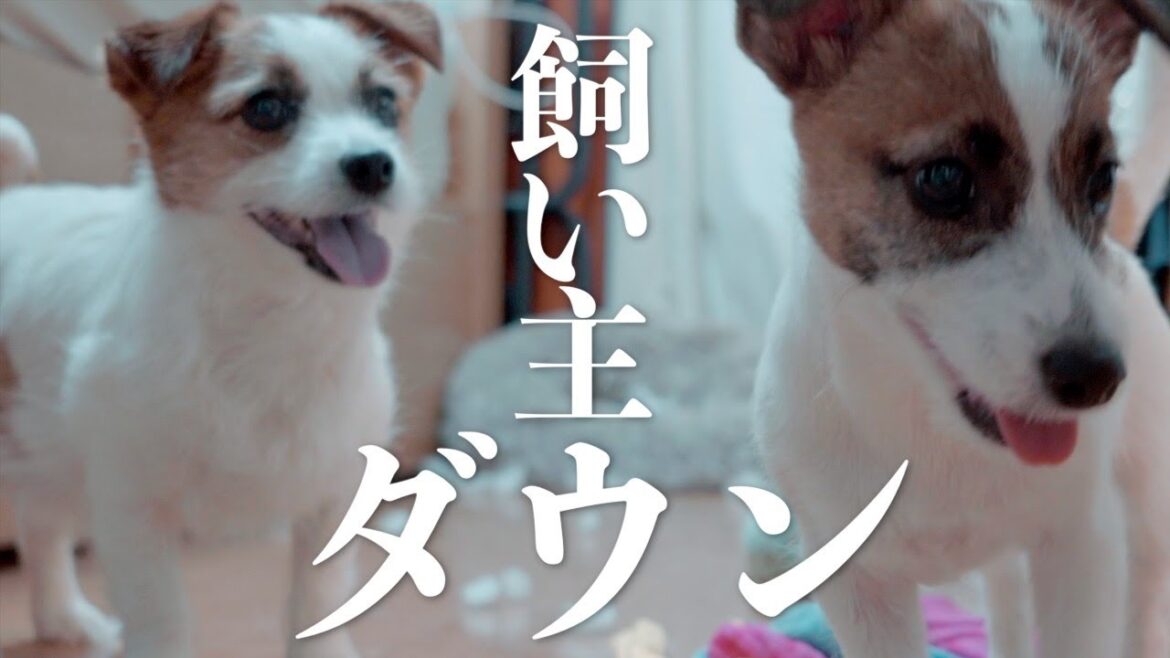 一人暮らしジャック多頭飼いは飼い主が寝込んだら大変なことになります/ジャックラッセルテリア 一人暮らしジャック多頭飼いは飼い主が寝込んだら大変なことになります/ジャックラッセルテリア