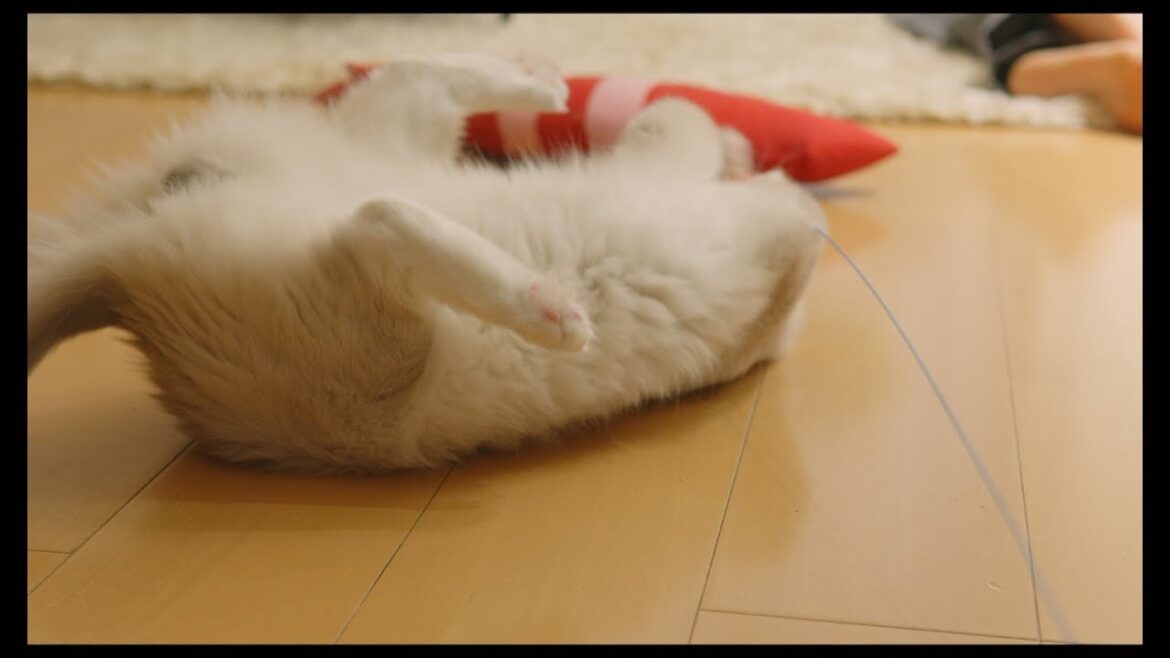 遊ぶのが大好きな猫たち
