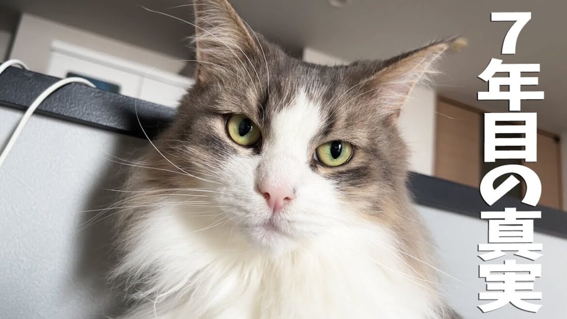 猫と7年間生活してきて衝撃的真実に気づいてしまったかもしれない。ノルウェージャンフォレストキャット