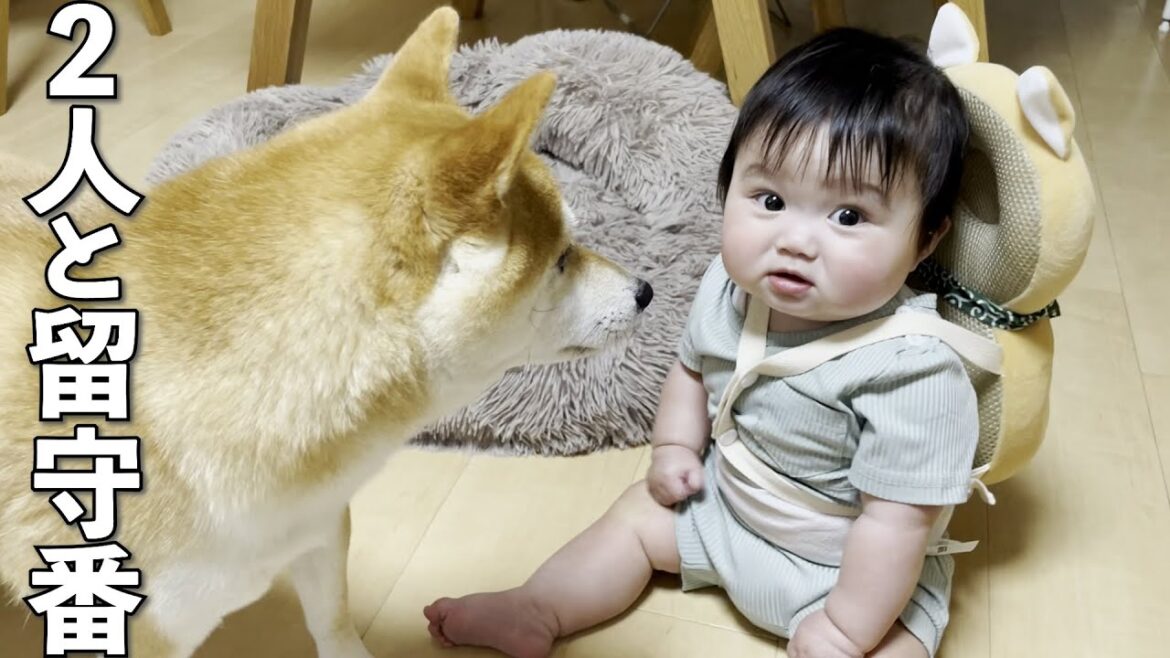 ママがいない日の赤ちゃんと柴犬の行動が予想外すぎました