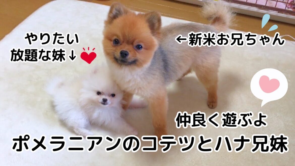 妹が出来た！お兄ちゃんの奮闘記！ポメラニアンのコテツとハナ