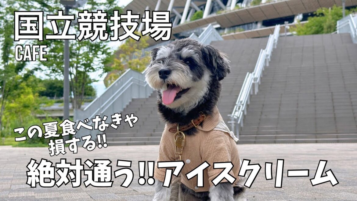 【国立競技場カフェ】美味しすぎる!!この夏食べなきゃ損？なアイスクリーム ミニチュアシュナウザーとカフェ巡り