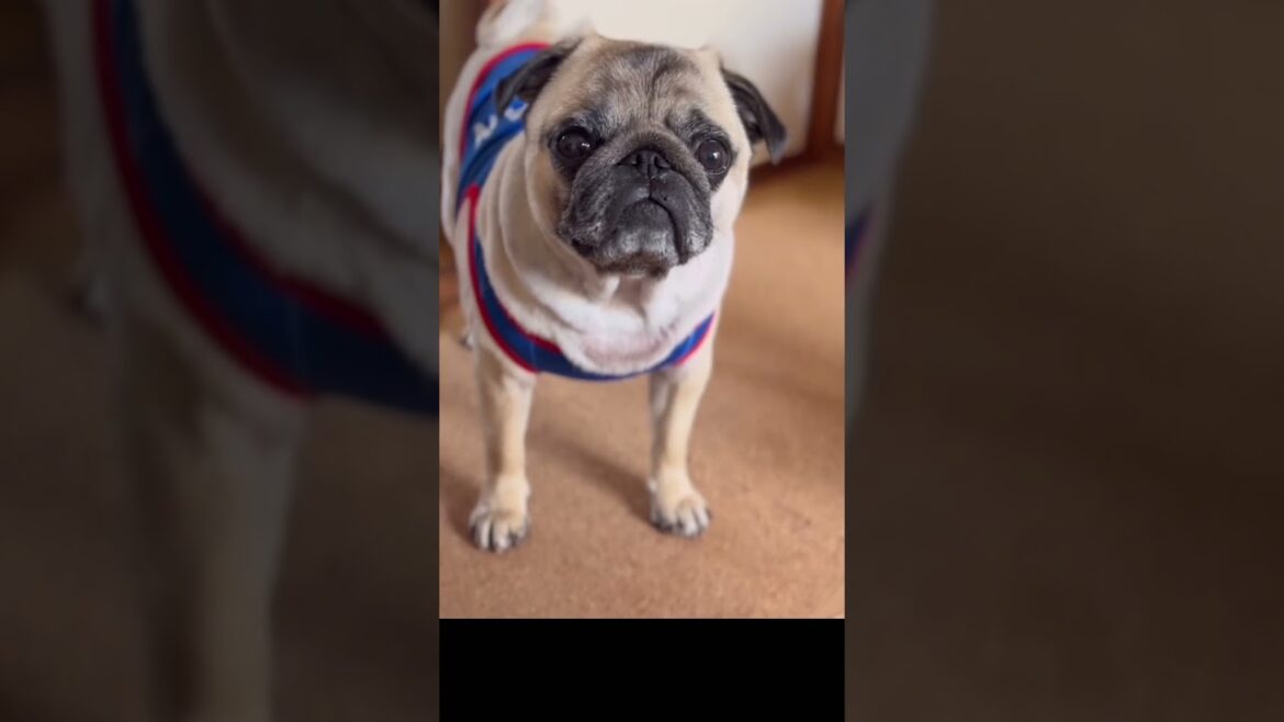 パグのRPG  #dance #rpg  #dog