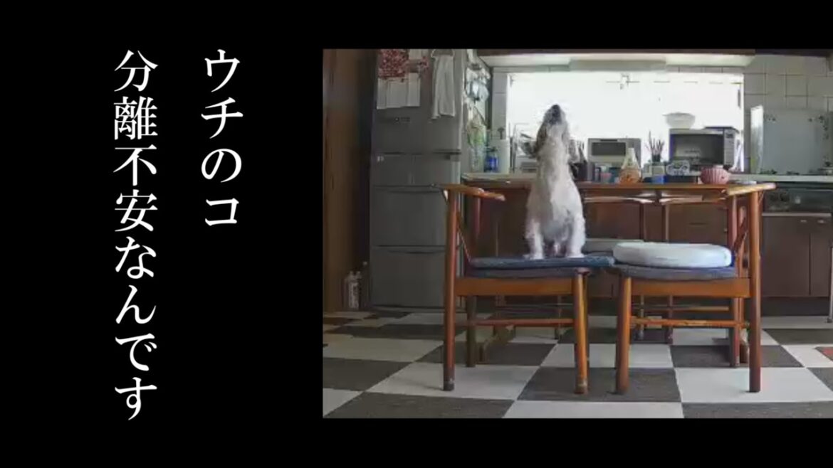見守りカメラで見た愛犬の姿が切なすぎました