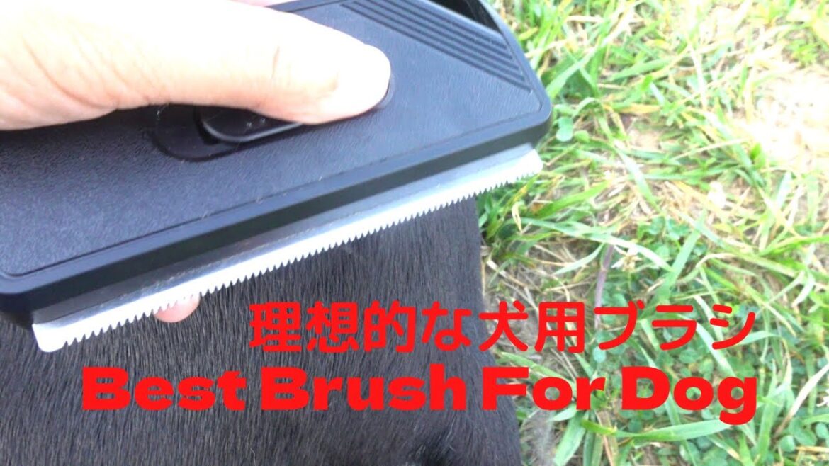 The Best  Dog Brush for Amstaff MIx 　犬用ブラシを変えるだけで　ブラシを嫌がらなくなった犬　ついでにこのブラシはリラックスさせる効果も！