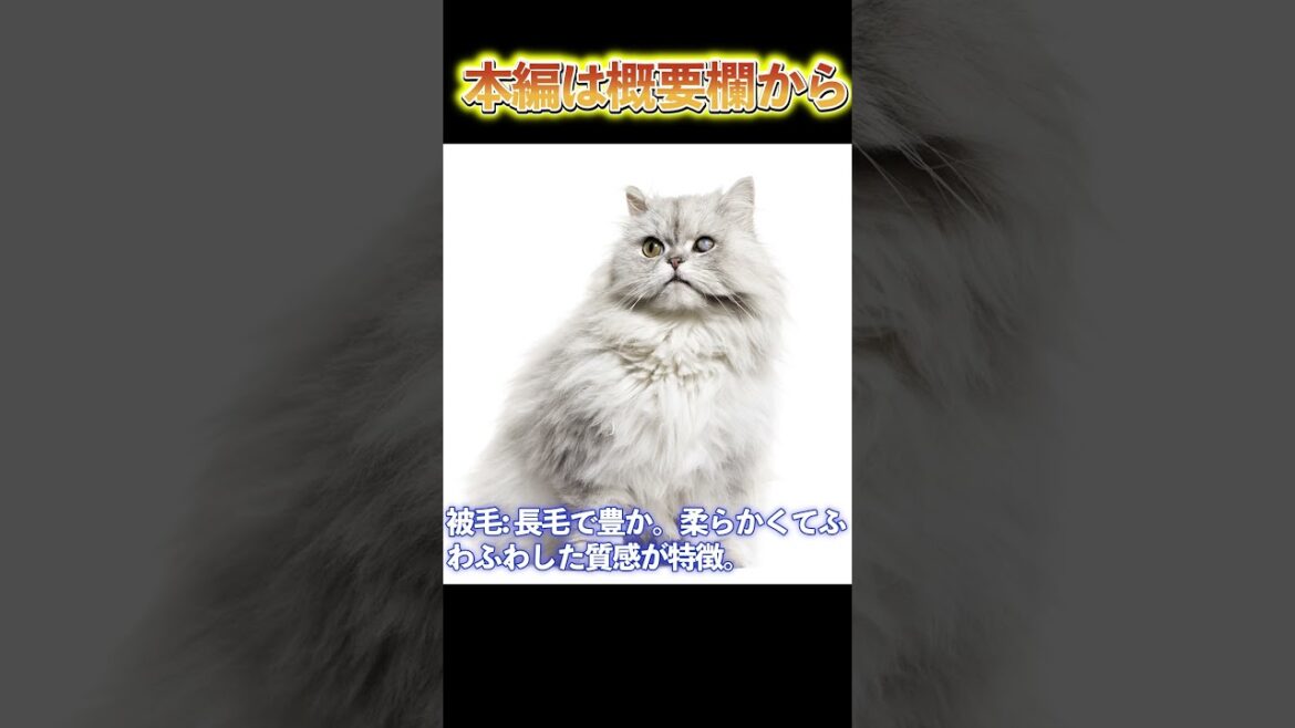 【本編は概要欄から】ペルシャ猫の優雅な生活：その特長と飼育のコツ_#世界の犬猫動物CH_#shorts