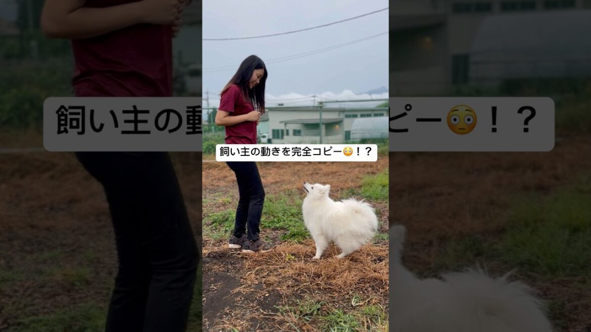飼い主の動きを完コピする日本スピッツのぽぽさん✨