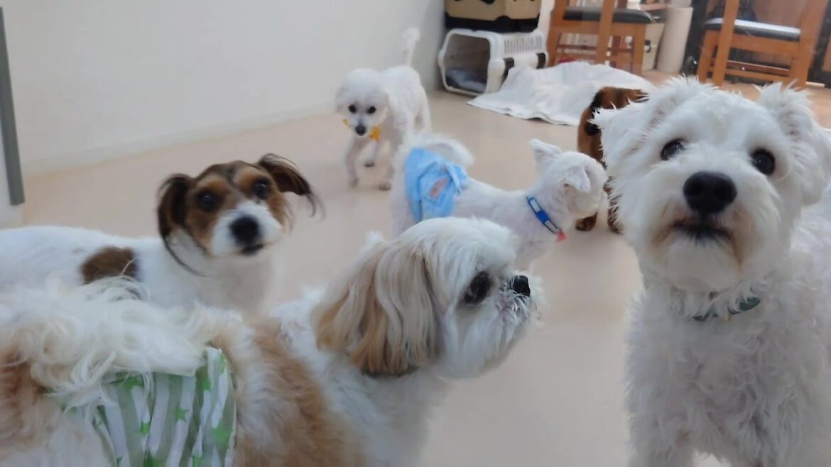 白っぽい犬が多い日　🐶ひみつきちなう！①🐶  2024年6月17日