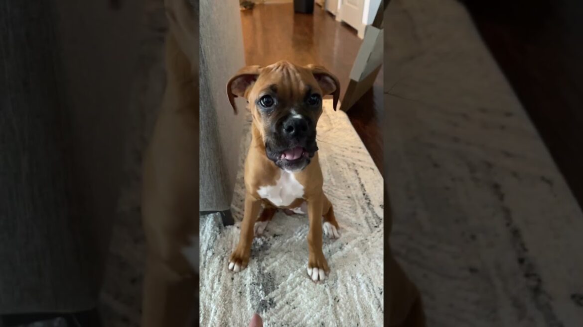 How to argue with a boxer puppy #shorts