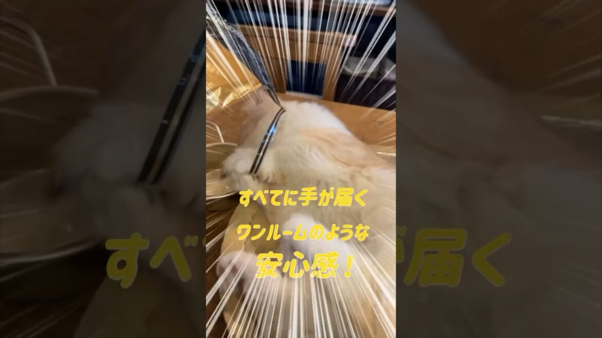 【キンカロー】快適ぐうたら生活毛玉猫【マンチカール】 【キンカロー】快適ぐうたら生活毛玉猫【マンチカール】