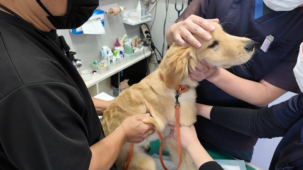病気治療で遅くなりましたが。やっとここまで来ました!【Golden Retriever japan】 病気治療で遅くなりましたが。やっとここまで来ました!【Golden Retriever japan】