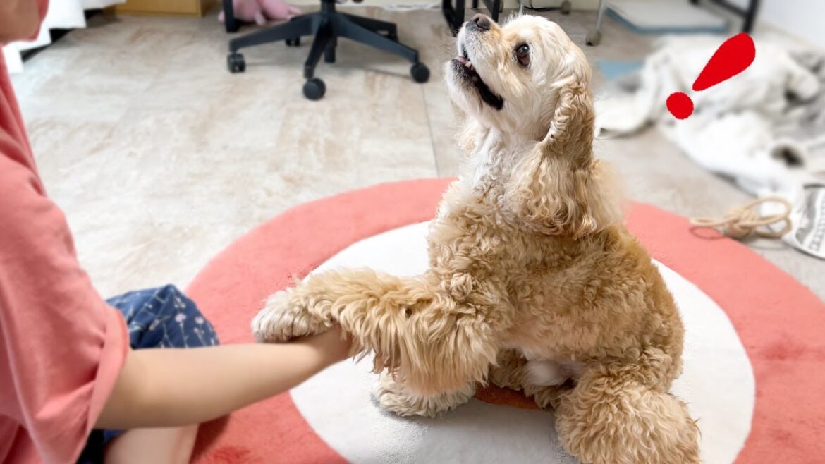 お手する時めっちゃ喋るコッカースパニエル