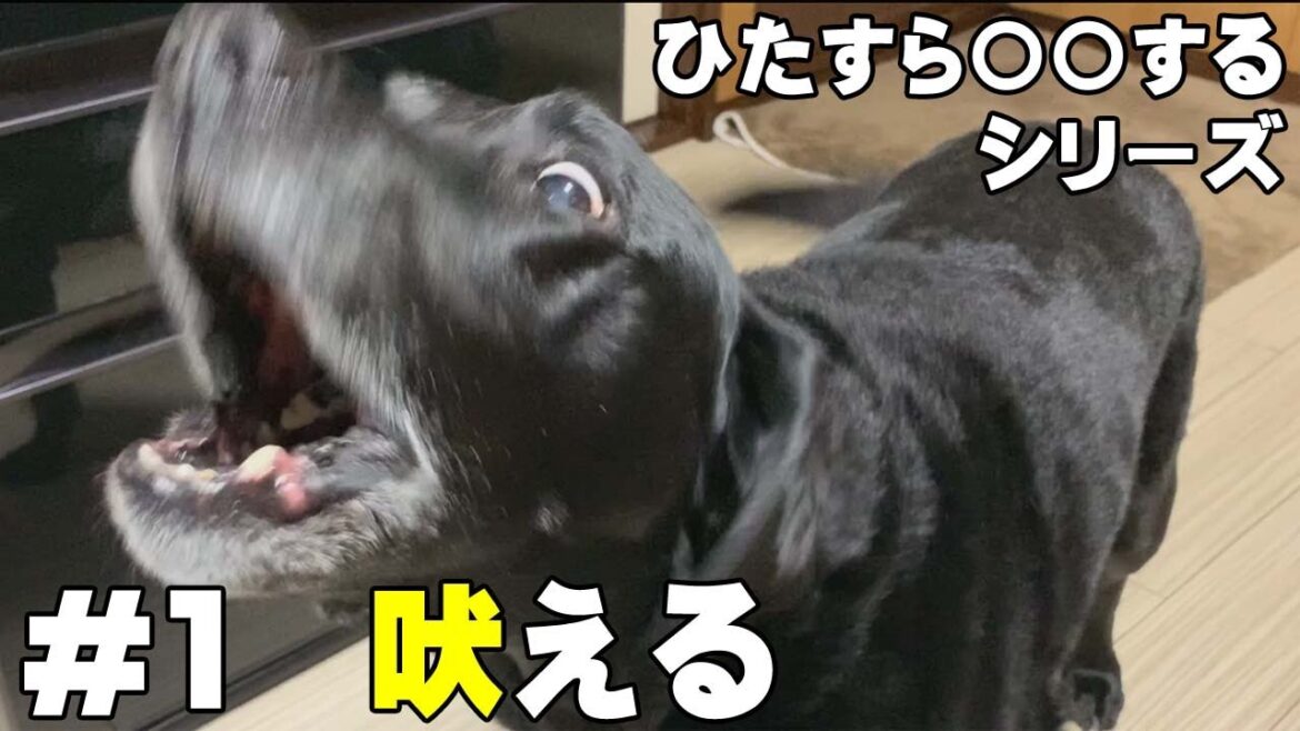 ひたすら吠える大型犬ラブラドールレトリバー鳴き声【115回吠えるBGM】 ひたすら吠える大型犬ラブラドールレトリバー鳴き声【115回吠えるBGM】