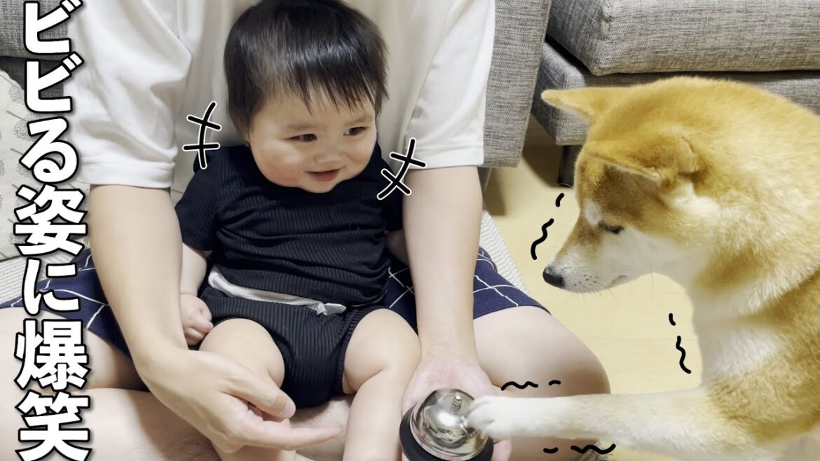 おもちゃにビビる柴犬を見て爆笑する赤ちゃん