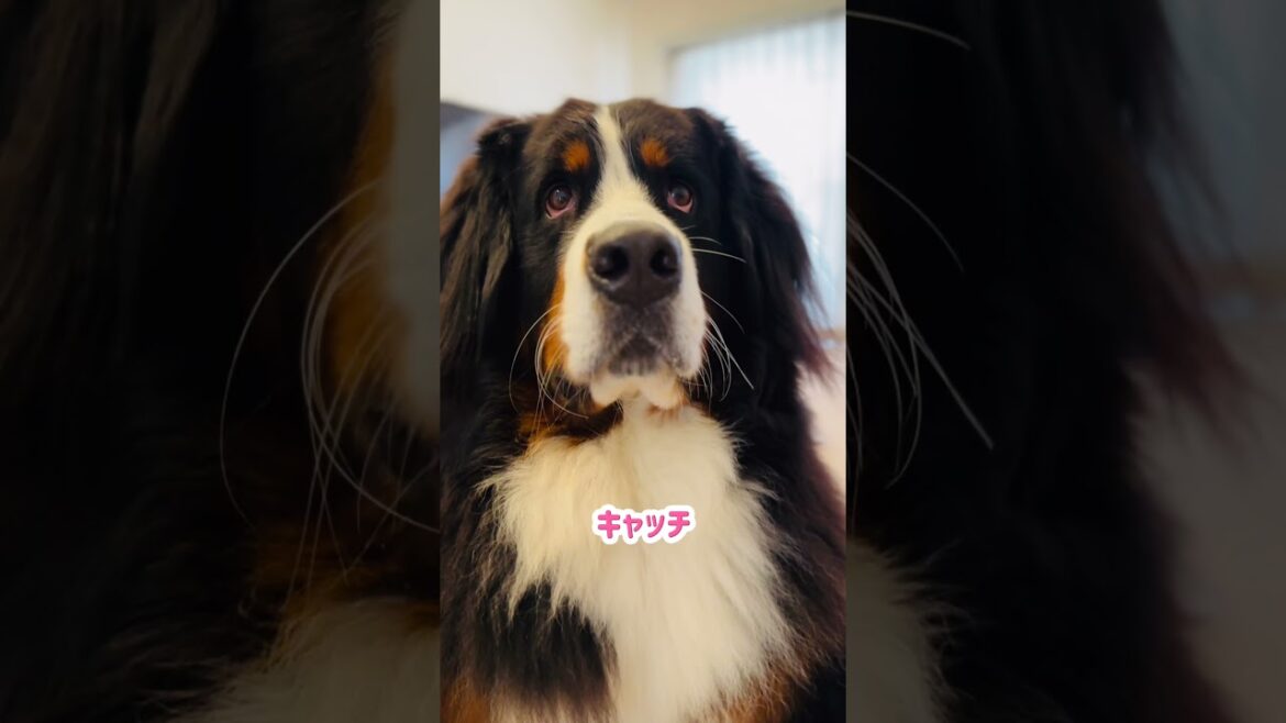 前足クロスで始まり前足クロスで終わるバーニーズマウンテンドッグのおやつキャッチ
