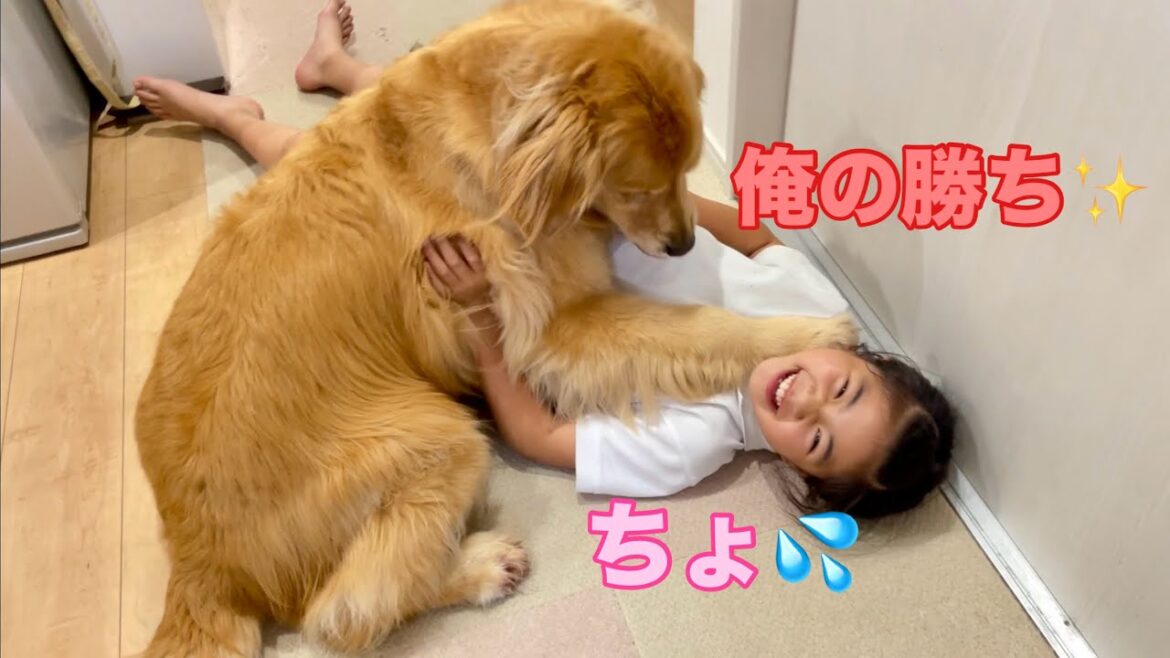 完璧な押さえ込みで妹に勝ち誇る大型犬クッキー【ゴールデンレトリバーとミニチュアダックスフンド】