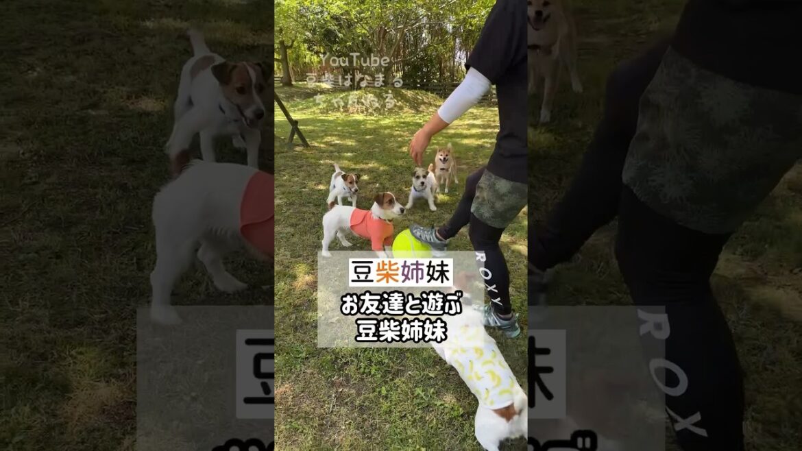 お友達と遊ぶ豆柴姉妹！ #Shorts
