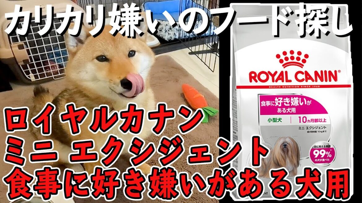 カリカリ嫌いな柴犬のドッグフード探し【ロイヤルカナン ミニ エクシジェント 食事に好き嫌いがある犬用】