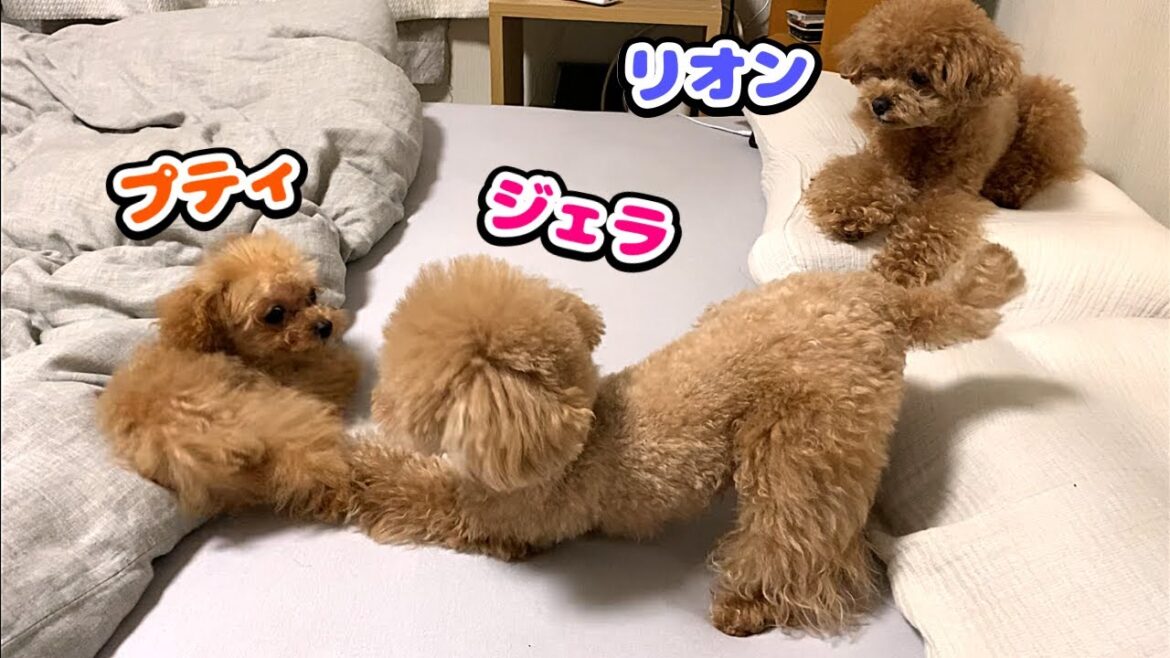 接触から数日経ちました！その後トイプー3兄弟がどうしてるか？  その様子がこちらです！