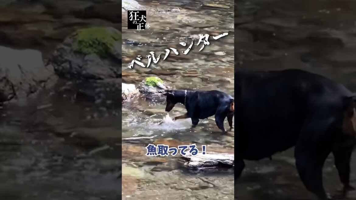 魚が気になって触りたいドーベルマン