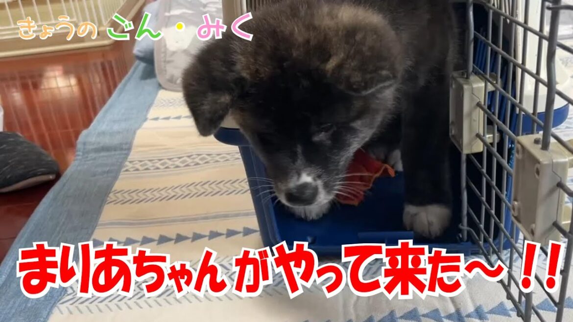 まりあちゃんがやって来た～！！　今日のごん・みく♡　秋田犬【ごん・みく チャンネル】