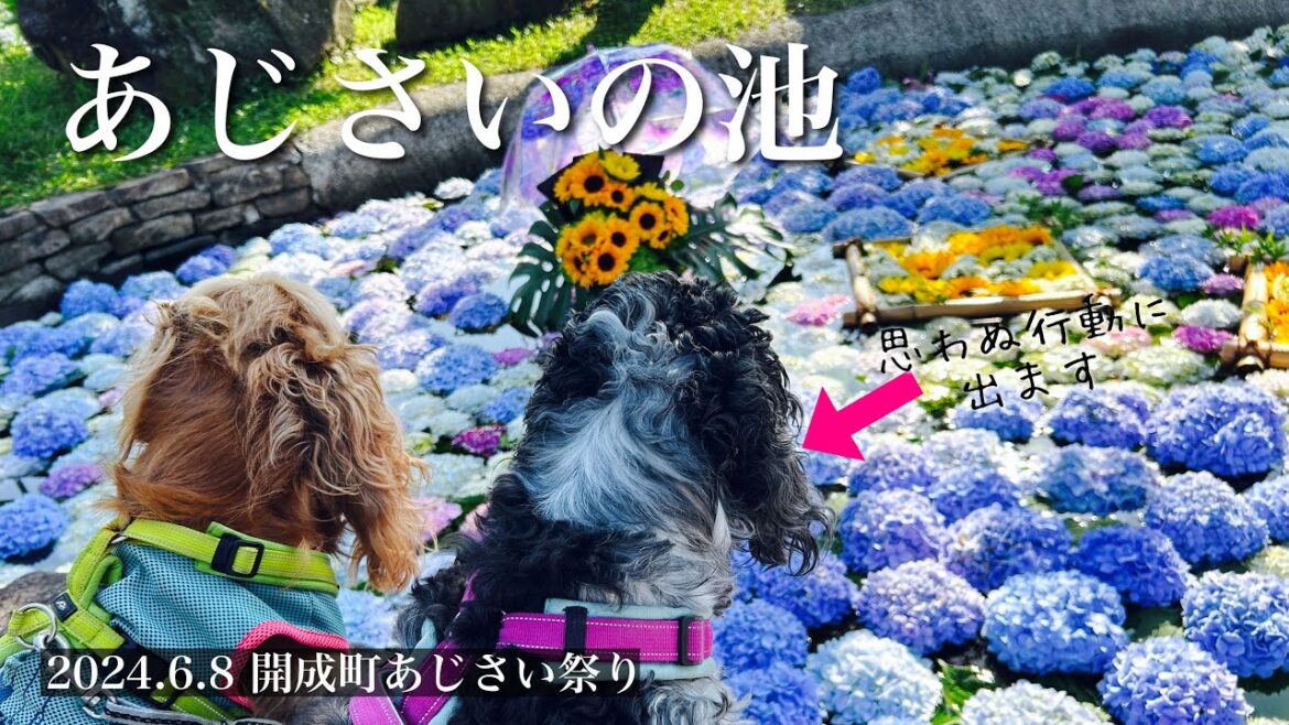 【お散歩スポット巡り#32】2024開成町あじさいまつり　イングリッシュコッカースパニエル「みみ」 の気持ち