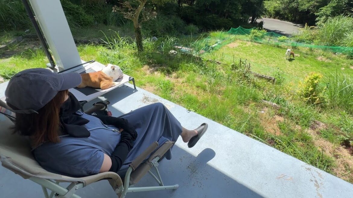 一緒に遊びたい妹犬、日向ぼっこ中のママ＆兄ブルコンビに必死でアピールする姿が可愛い！