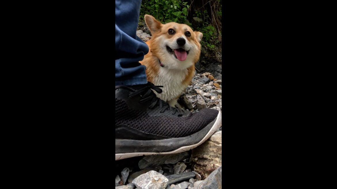 沢から上がったコーギー / Corgi returned from the stream #corgi #サクラ #corgi